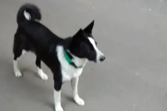 Собака ищет хозяина на Новорязанской улице, Басманный район