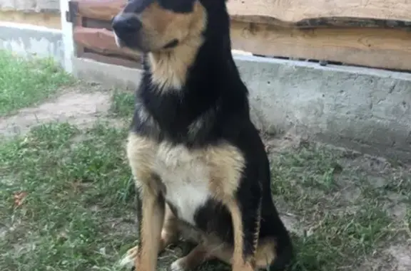 Пропал щенок в Ветковском районе, Находка