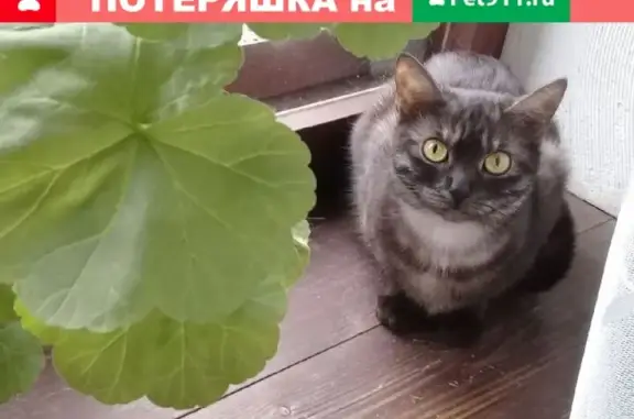 Пропала кошка в Брянске, район Камвольного