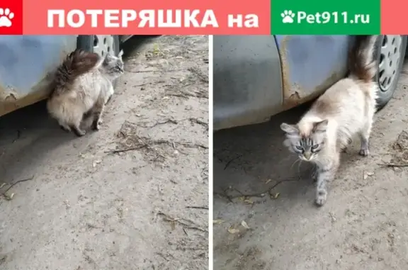 Найдена кошка на ул. Лермонтова