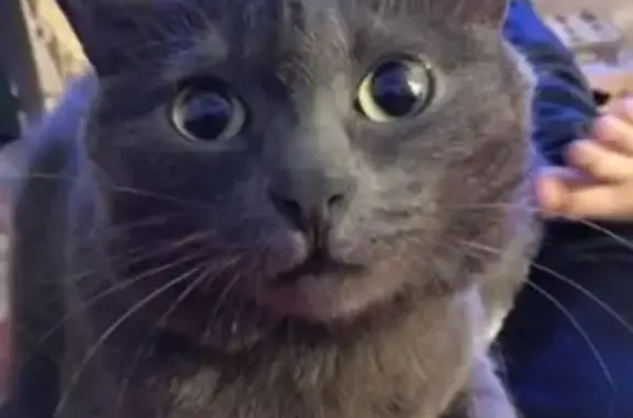 Кошки потеряшки, Киров, фото: Потеряшка кошка: ул. Кирова, д.3А, Маркиз, серый кот.