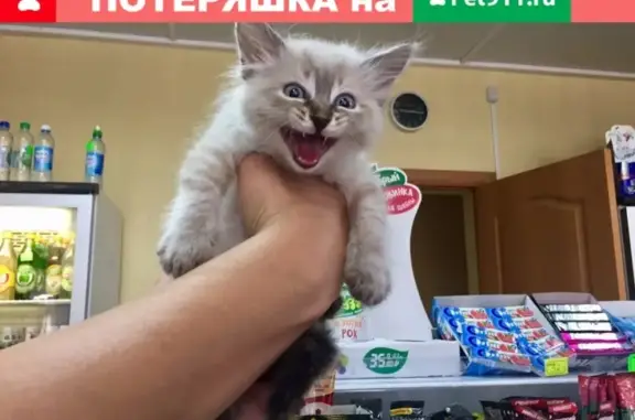 Найден котенок в Волгограде https://vk.com/id313969769