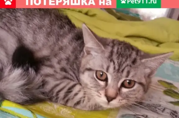 Пропала кошка на ул.50 лет Магнитки, 52
