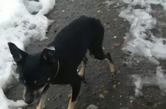Пропала собака в Болгаре, нужна помощь!
