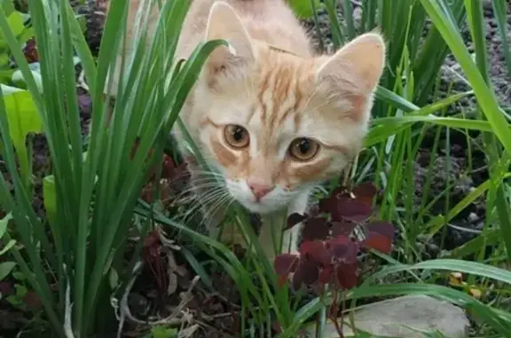 Найден котенок в Комарово, ищем хозяев.
