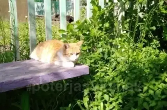 Найден кот возле станции Новородниково в Новосибирске