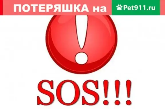 Пропала кошка-сфинкс в Ульяновске, вознаграждение.