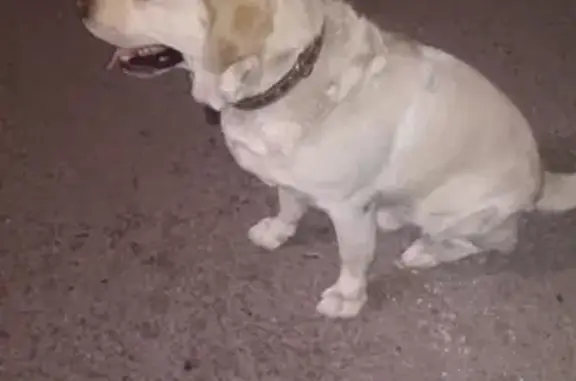 Собака найдена возле дома творчества на Галеулена в Магнитогорске
