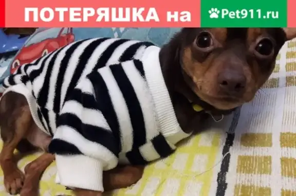 Пропала собака Дастин в районе УТДС, Ноябрьск