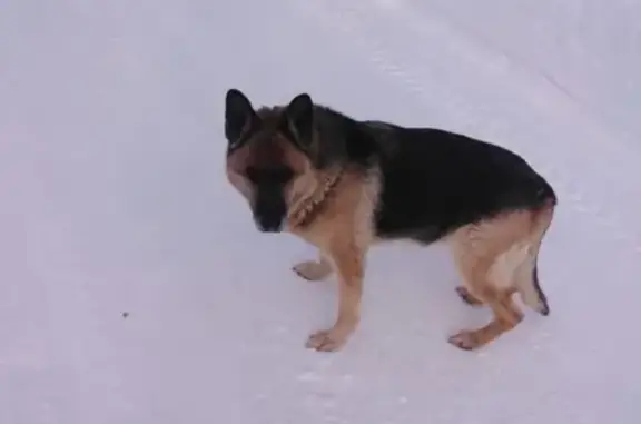 Пропала собака Найда в Мирном, Якутия