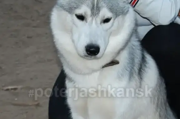 Пропала собака Хаски в Октябрьском районе, возле ЖК ОАЗИС