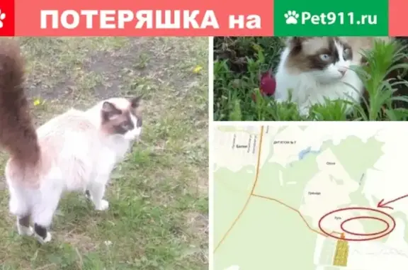 Потерянные животные Курган, фото: Пропала беременная кошка в Курганской области