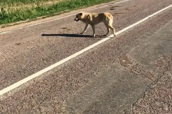 Собака найдена в деревне Ботово, Московская область.