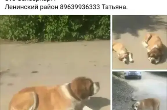 Найдены собаки в Ленинском районе Москвы
