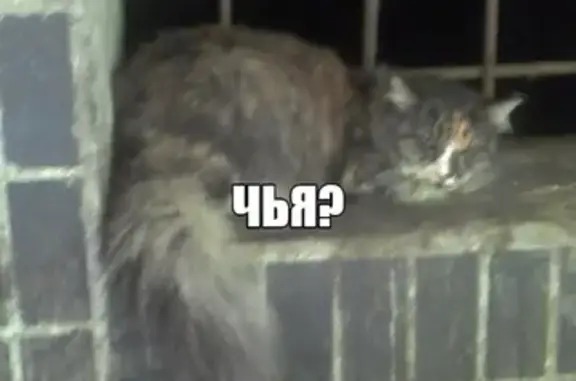 Найдена кошка Москва, нужна помощь