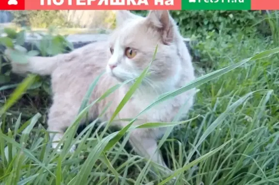Пропала кошка Персик на 1-мая 40, Боровичи