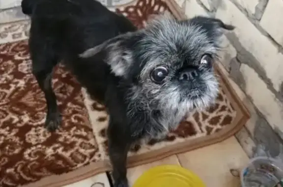 Найдена собака в Набережных Челнах, ищем хозяина или приют