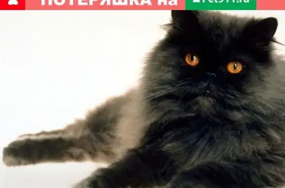 Пропала черная Персидская кошка в Туймазах