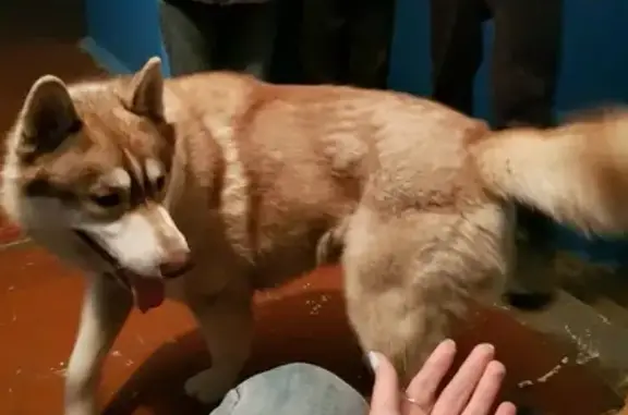 Потерянные животные Анапа, фото: Пропала собака Рич в районе Лермонтова, Анапа