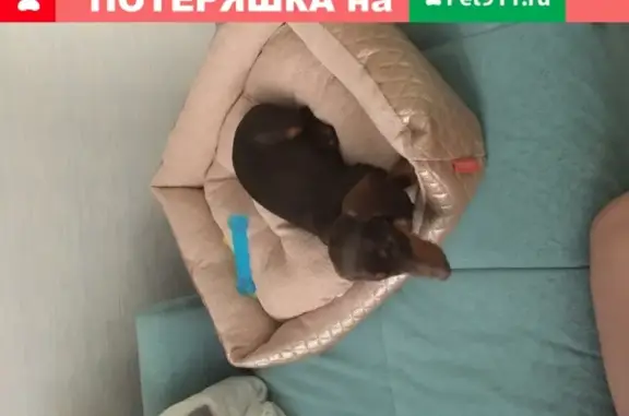 Потерянные животные Москва, фото: Пропала такса в Царицыно, щенок 4 мес.