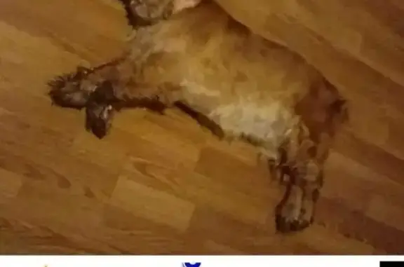 Собаки потеряшки, Обнинск (Калужская обл.), фото: Потеряшка рыжая кокер-спаниель в Обнинске, нужна помощь!