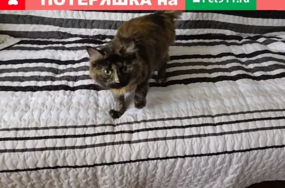 Найдена кошка с ошейником на Боровой, Екатеринбург