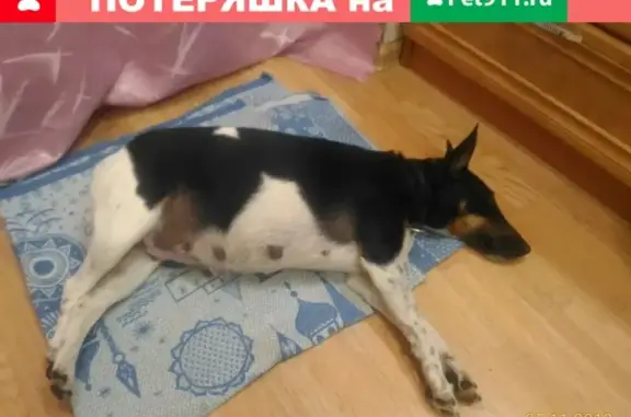 Собаки потеряшки, Москва, фото: Потеряшка собака на углу Южнопортовой и Угрешской, кличка Джесси, кормящая мать.