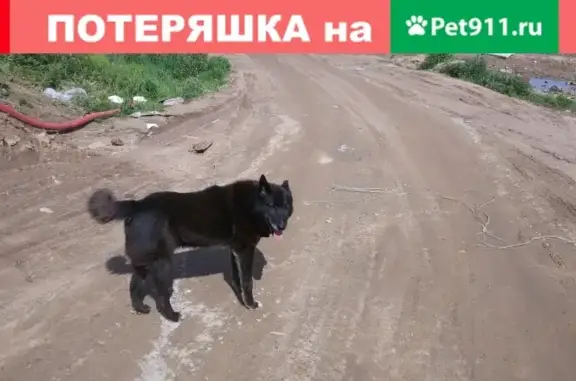 Найден пёс в деревне Мясной Бор