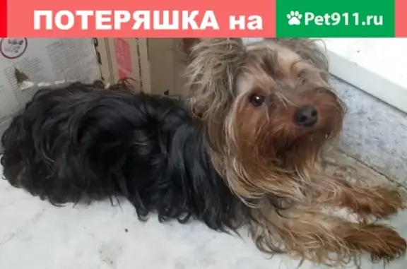 Пропала собака в Ступино, Московская область