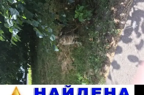 Потерянные животные Москва, фото: Пропала кошка в Москве, мяукает к людям.