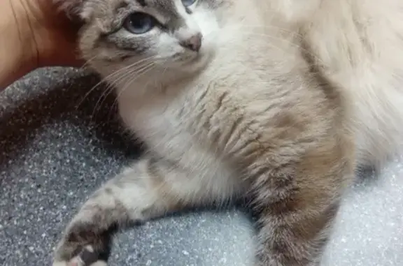 Кошка с голубыми глазами найдена в Красноярске