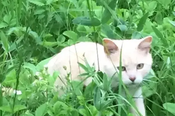 Найден британский кот возле Ижевска