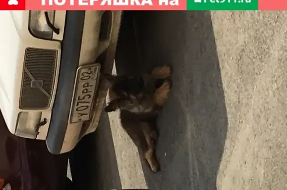 Найден щенок на Цюрупы, 85 в Уфе