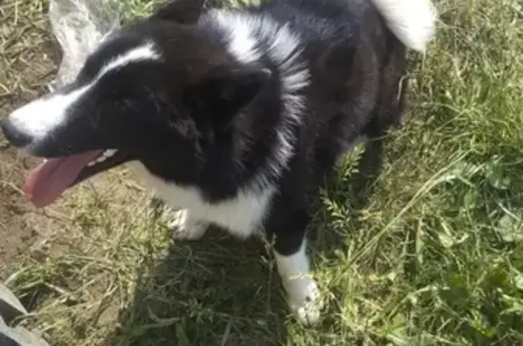 Собака без ошейника найдена в Воскресеновке, Пензенская область