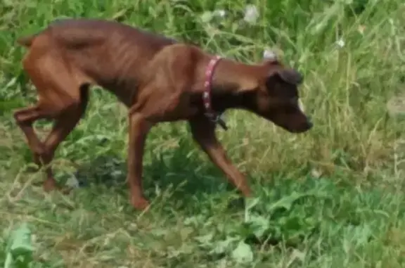 Найдена собака в Талдомском городском округе, коричневого цвета с купированным хвостом и ошейником.
