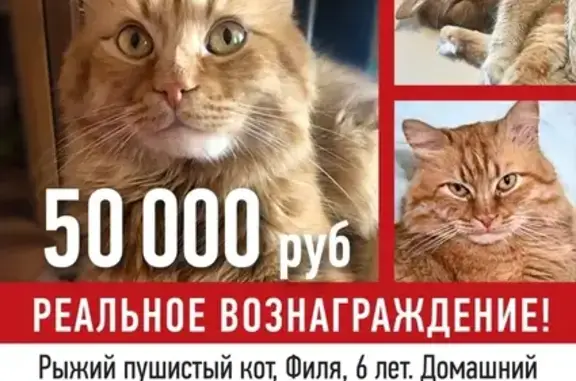 Пропала кошка Филя на улице Алтайская, Ростов-на-Дону.