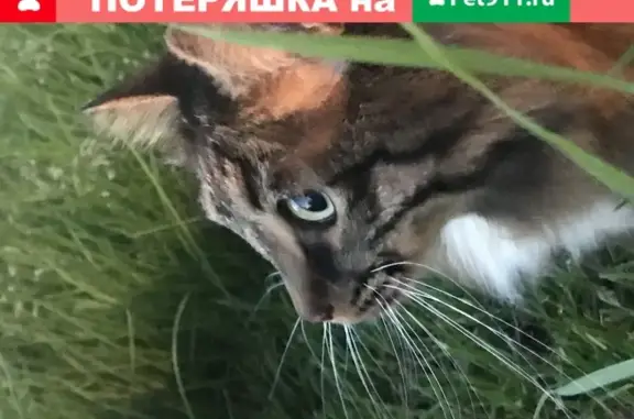 Пропала кошка в Уфимском районе, село Зубово