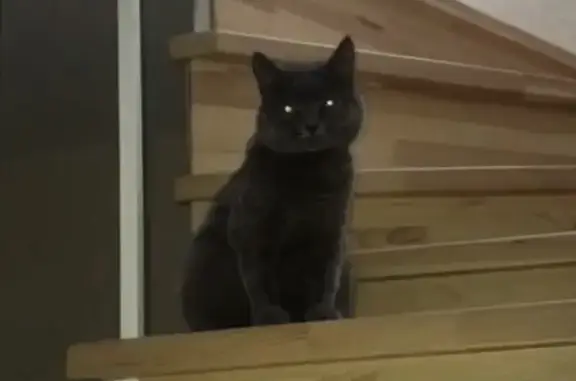 Кошки потеряшки, Москва, фото: Потеряшка кошка Тесси в СНТ Гавриково, Москва