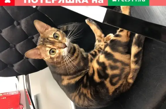 Пропала кошка Лилуша в Витебске, Беларусь - photo