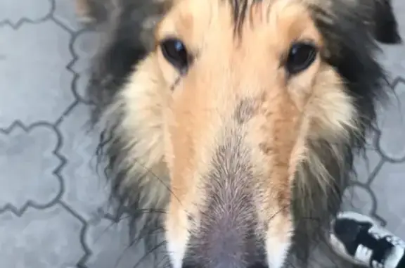 Собака Колли прибилась к многоэтажке в Пятигорске