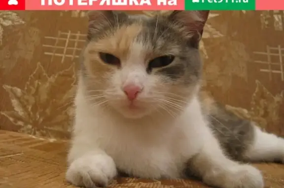 Найдена кошка на ул. Салютная, 23А