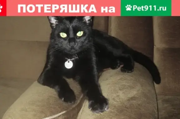 Пропала черная кошка Филя на Вокзальной, 35
