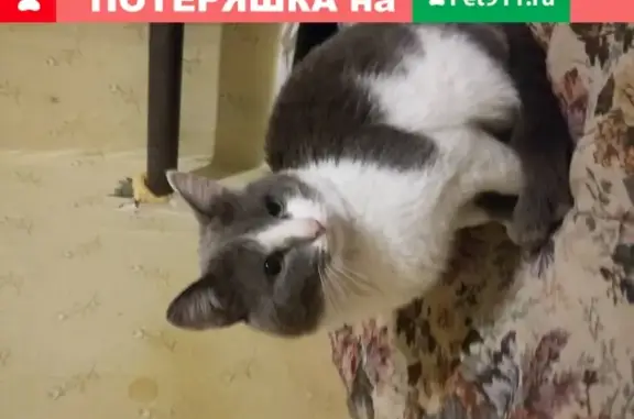 Потерянные животные Нижний Тагил, фото: Пропал белый кот с серыми пятнами в пос. Горбуново, Нижний Тагил