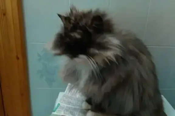 Кошки потеряшки, Нижняя Лужна, фото: Потеряшка кошка с белой грудкой и лапками в Нижней Лужне, Орловская обл.