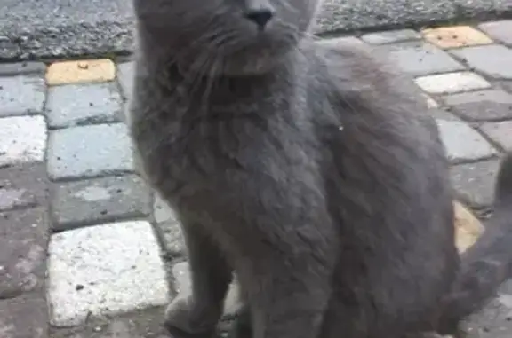 Найден кот на улице Л. Толстого, 156