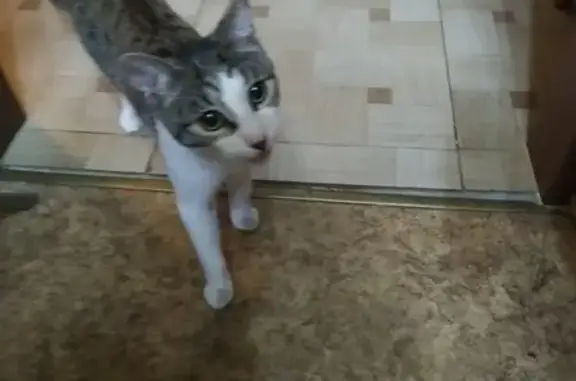 Найдена кричащая кошка в Москве