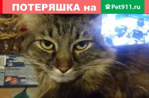 Пропала кошка Лиза в Люберцах, ул. Льва Толстого 29