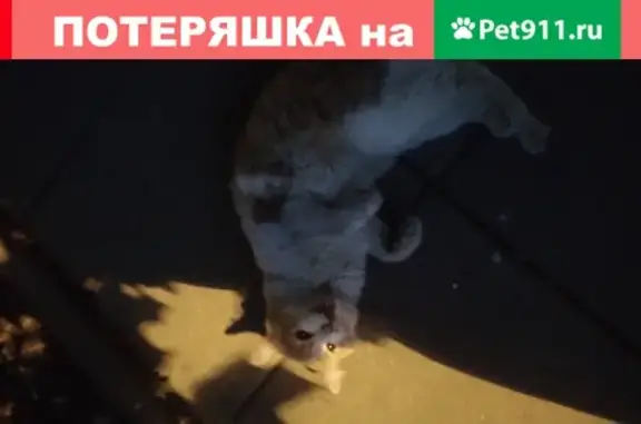 Найдена бело-рыжая кошка на Юбилейном пр-те 2, Реутов