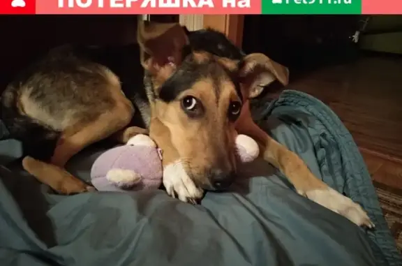 Найдена собака на улице Купчинской