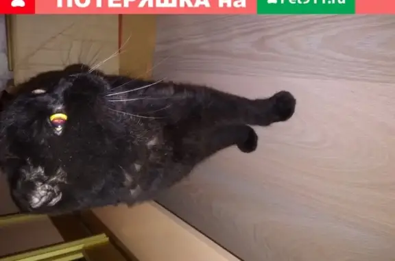 Найден Черный Британский кот на Русановской 11